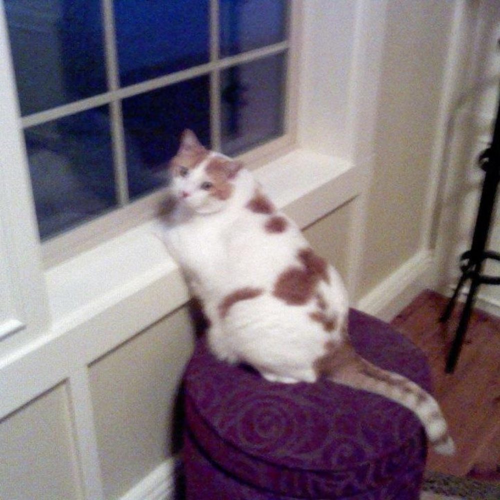 Meet your Posher, Terri